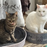 猫を迎えた時を振り返る２