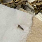 庭の生き物を愛でてます・台所で生き物を育ててます