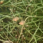 南越前ダイビングパーク　ブログ！