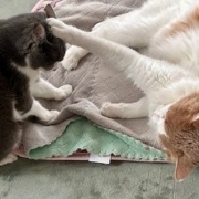 じゃれ合い相手を探している猫と猫トイレのお話