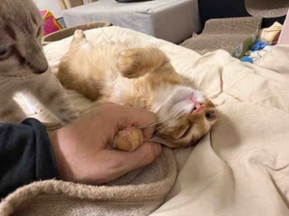 猫と手を繋ぐ　20260718
