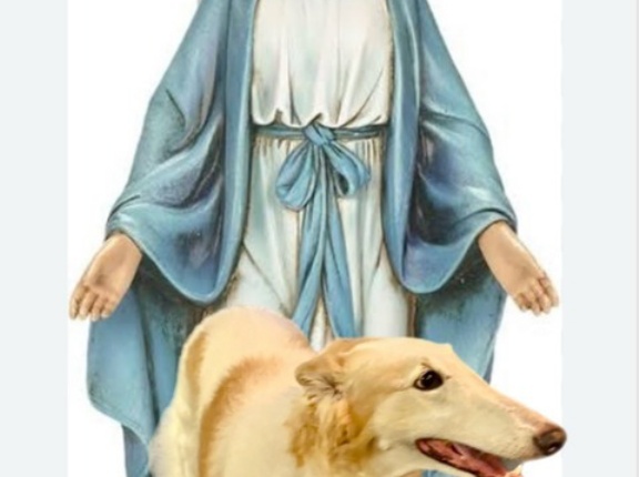 ボルゾイのソフィアに神様のお迎えが🌈✨✨