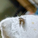 この昆虫の名前を知ってる方いたら教えて下さい！