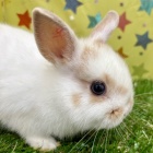 『新しい小動物の紹介です🐹』の画像