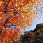 みかん農家のこだわりみかん栽培の日々