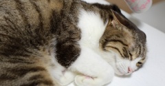 コロコロ待ちの猫。