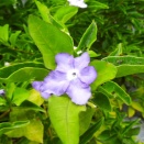 匂蕃茉莉（においばんまつり）