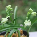 ウチョウラン　初花　緑花交配