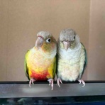 waka ⭐ のの＆のあ そしてぎずも