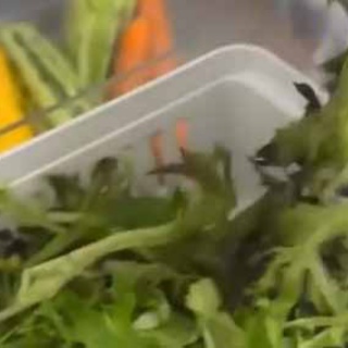 猫の動画 ねこわん！