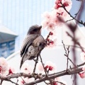 桜🌸