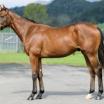 ねこパンチの一口馬主