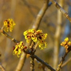 く～ちゃんの自然観察記