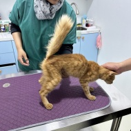 ガリガリのシータさんのみたいな茶トラの子猫を保護しました。①