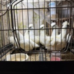 ヤギ飼ってみた