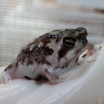 爬虫類倶楽部大宮店公式ブログ