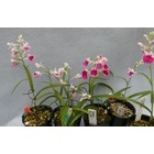 �إ����祦���ο������߽����ޤ����٤β���