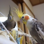 兎鳥庵日記