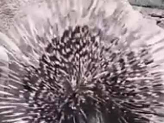 男がヤマアラシに餌をあげる。トゲは大丈夫？ → ヤマアラシはちゃんとこうします…