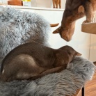 わが家には、ごめん寝のプロがいます