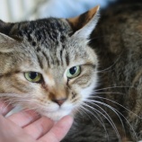 『2月26日（土）〜27日（日）のオープンについて』の画像