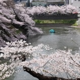 『2022年の桜、千鳥ヶ淵』の画像