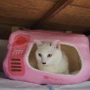 パパンの頭突き🐺