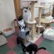 猫カフェきた結果…ｗｗｗｗ