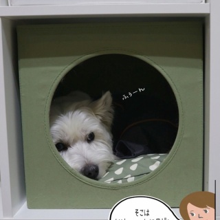 たかシェフのおうちごはん。と、白い犬。と、チワワ。