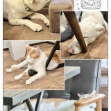 うちの犬のルカ。【８４】