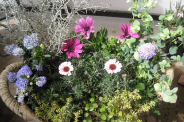 Crystaltakaraのブログ ローダンセマム プチマカロンの寄せ植え