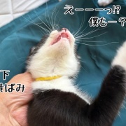 解明されない謎黄ばみ…