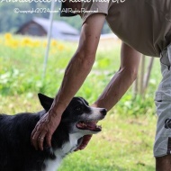 【犬との暮らし】見つめる目も表情がちがうよね！家族の心もこの花みたい♪
