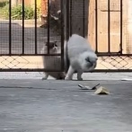 ぽっちゃり猫がギリギリ柵を通れないので…もう1匹に手伝ってもらう（動画）