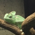 エボシカメレオン