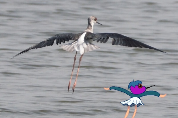 ふじたかなすびページ③ 富士鷹なすびのブログ