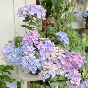 オーロラカラーの紫陽花の作り方（ラグランジアクリスタルヴェール2