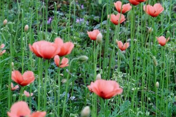 私の散歩道 13年04月