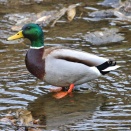 川の中にマガモを見つけて