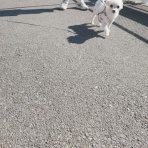 元保護犬 マルチーズとトイプードルの記録♪
