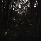 『投稿：横浜のホタル最新情報　2023/06/17』の画像