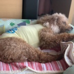犬と本と私、サランとアモと一緒に。