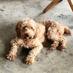 コイワカメラの「世界の路地裏で（または女たち）」