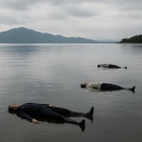 琵琶湖に浮かぶ遺体 発見３件あいつぐ   #滋賀 |  この水が京都の飲水になるの？