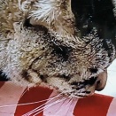 4月11日　またたびの粉を舐めた夜