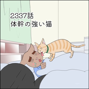 あんこ＆麦2337 体幹の強い猫