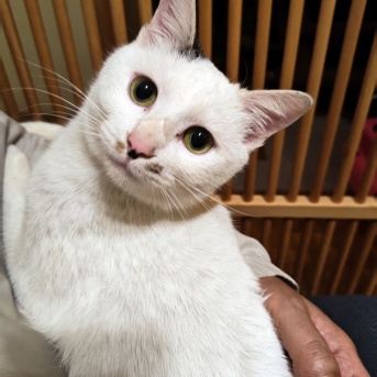 プン！　二十九日目