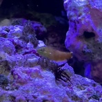 猫吉の海水魚日記