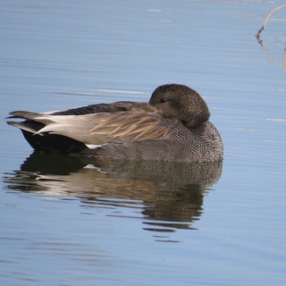 花鳥いろいろ 四季の野鳥