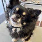 ペットショップワンラブ 神戸 ブルメール舞多聞店スタッフブログ